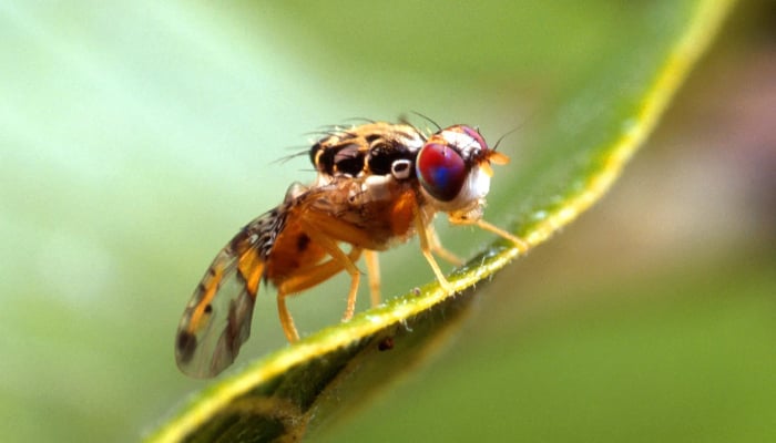 Scientist discovers more than 50M connections between more than 139,000 neurons of fruit fly