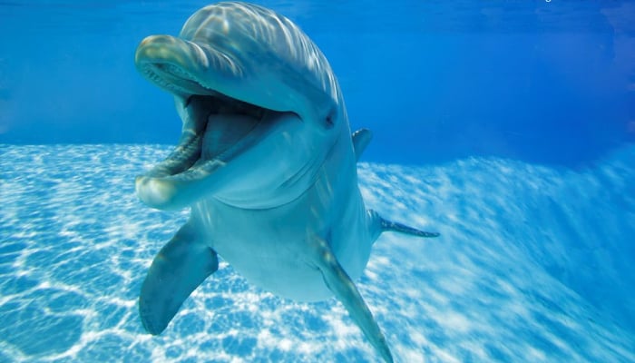 Dolphin makes smile-like gestures while playing with each other to avoid misunderstanding