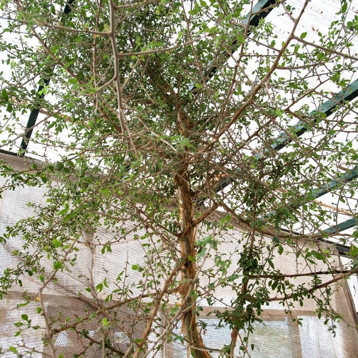 Lost tree from Bible: Scientist grow tree from 1,000-year-old seed