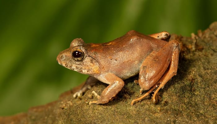 Seven new species of tree frogs discovered in the rainforest have special bird-like whistling sounds