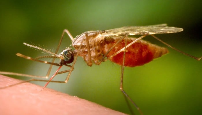 Egypt declared malaria-free by WHO in historic achievement