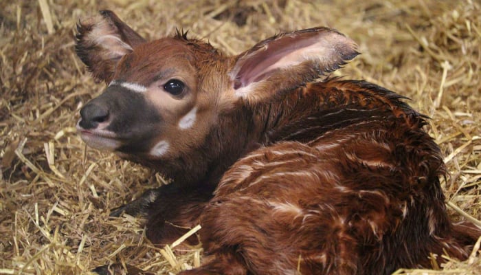 Safari Park welcomes the historic birth of a male eastern mountain bongo calf after a decade