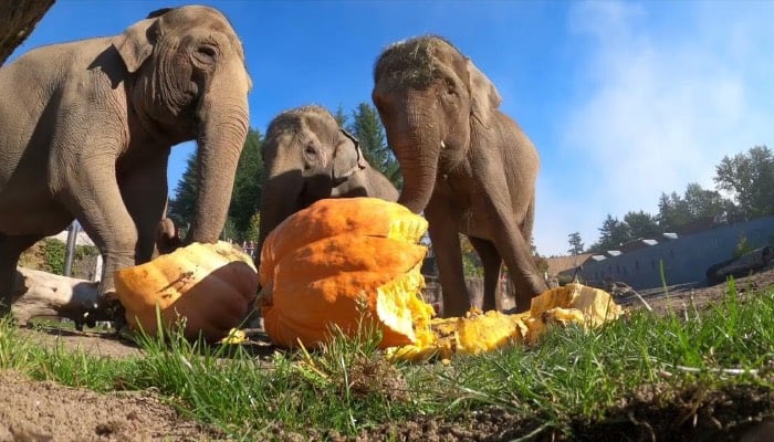 Recycle your halloween pumpkin with THESE simple, eco-friendly tips