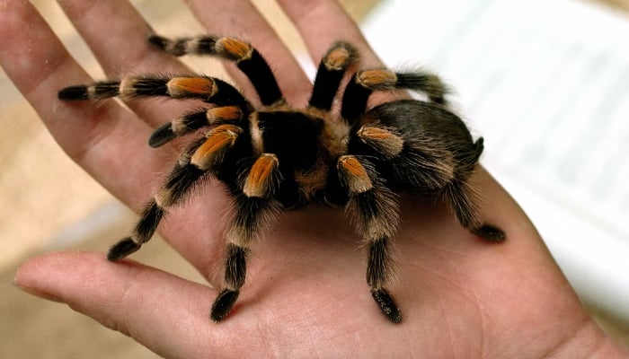 The Tarantula spider trade has become a massive billion dollars illegal wildlife industry