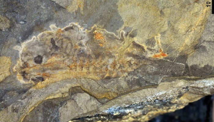 161-million-year-old fossil provides insights into the evolutionary stages of the earliest frog species