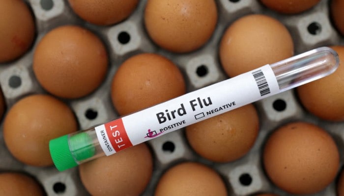 Bird flu raises alarms in the EU with significant outbreaks reported