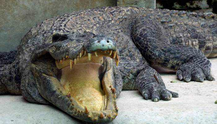 World’s largest crocodile, Cassius dies at astonishing age