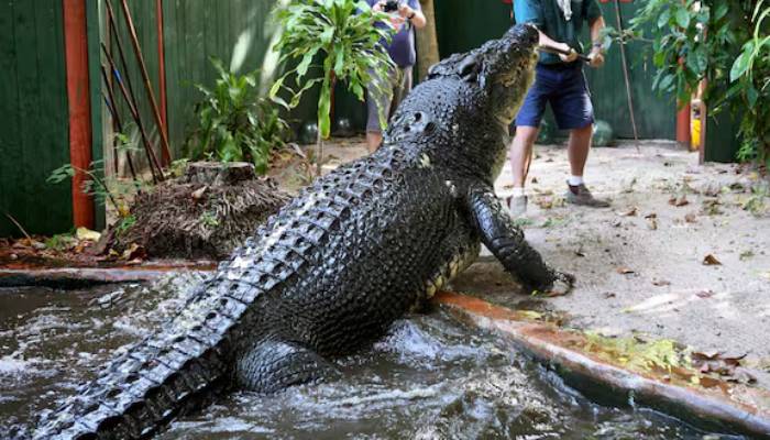 Cassius was nearly 5.5m (18ft) long