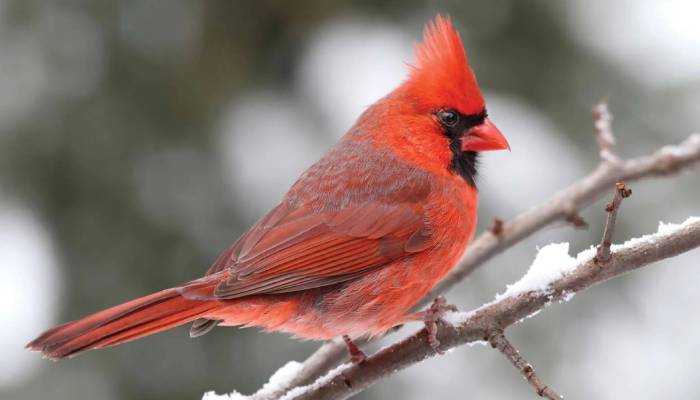 Scientists finally unveil secret behind parrots vibrant colors