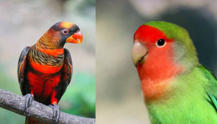 Scientists finally unveil secret behind parrots vibrant colors