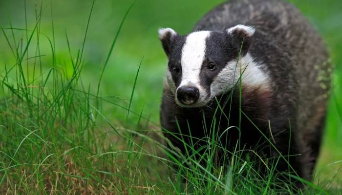 Unexpected burrowing badgers spark major road repair emergency in Lincolnshire