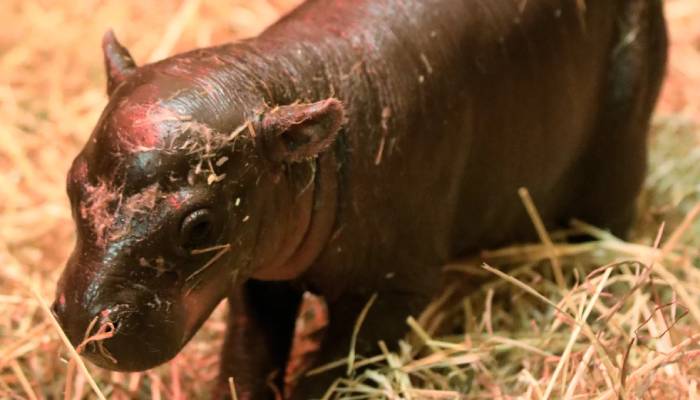 Baby hippo, Haggis