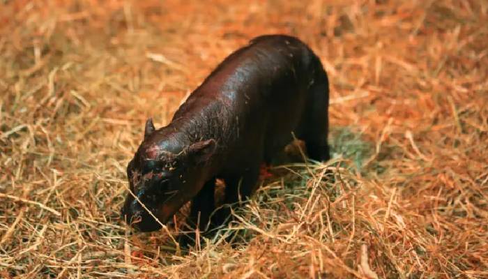 Edinburgh Zoo just welcomed the most adorable baby hippo, Haggis