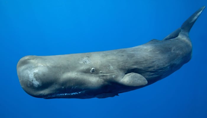 The largest-toothed whale communicates in a rhythmic sequence of clicks called codas