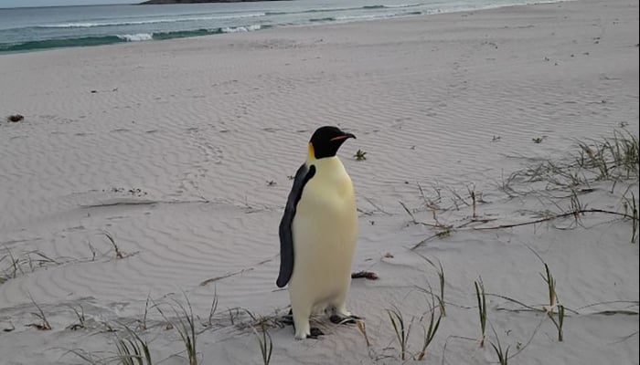 Lost emperor penguin from Antarctica spotted on Australian beach