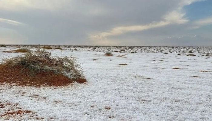 فوٹو بشکریہ سعودی میڈیا