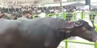 نوشہرہ کی بھینس اور ساہیوال کے سانڈ نے مقابلۂ حُسن جیت لیا