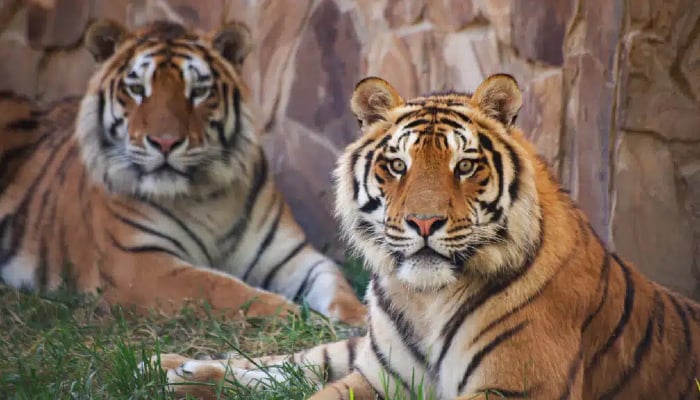 Two captive tigers made a return to Kazakhstan after decades of wild animal absence in the region