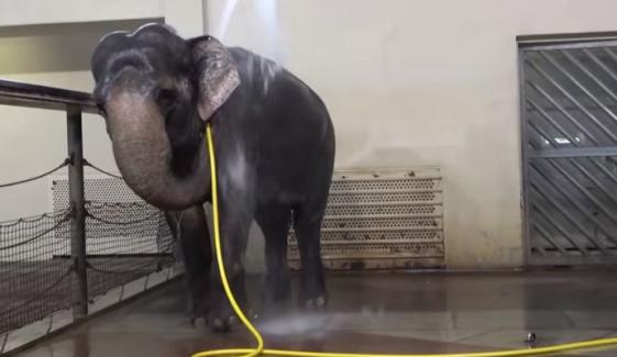 ہتھنی نے پائپ سے خود نہا کر ماہرین کو حیران کر دیا، ویڈیو وائرل