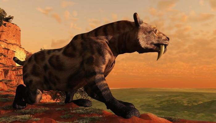 35,000-year-old saber-toothed cat unearthed in Siberia offers glimpse into Ice Age