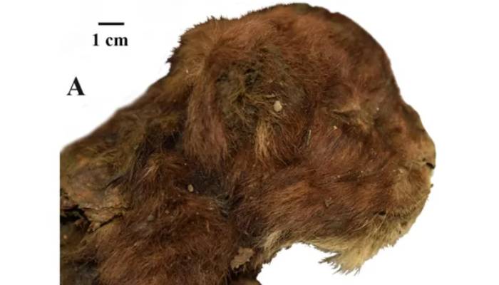 35,000-year-old saber-toothed cat unearthed in Siberia offers glimpse into Ice Age