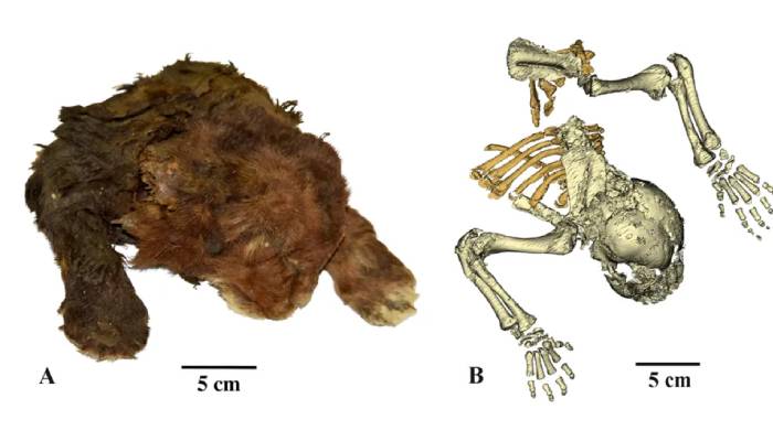 35,000-year-old saber-toothed cat unearthed in Siberia offers glimpse into Ice Age