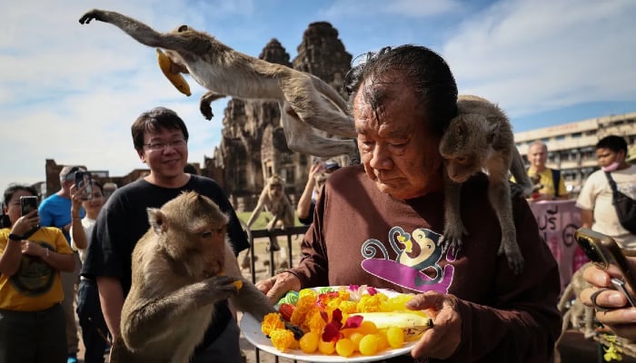 Thai city Lopburi begins a crackdown against the overpopulation of long-tailed macaques