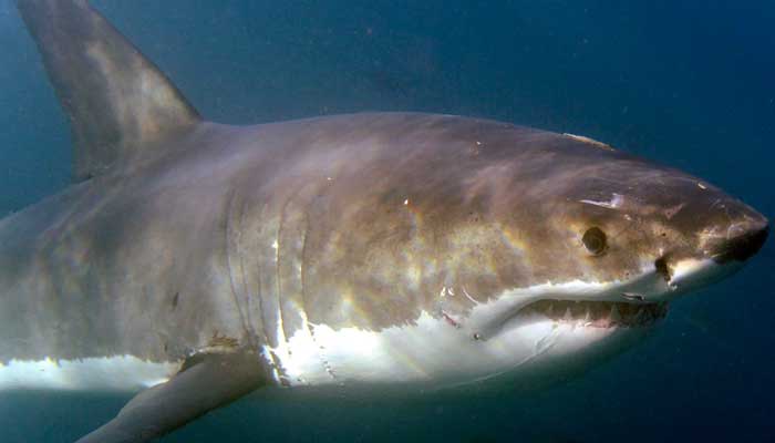 Great white shark claims life of man in New Zealand