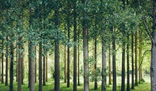 پنجاب: لاکھوں ایکڑ پر ’زرعی جنگل‘ لگانے کا فیصلہ