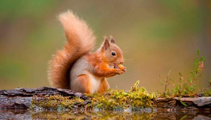 Red squirrel population in the UK has fallen from 3.5 million to a few hundred thousand