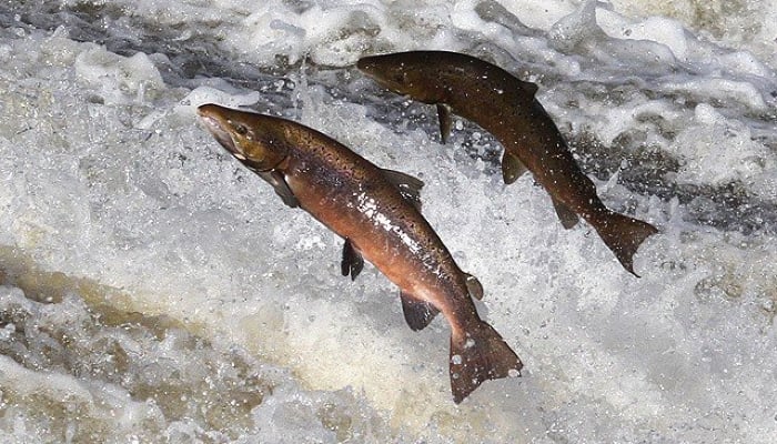 Salmon makes historic comeback to Klamath River Basin after 100 years