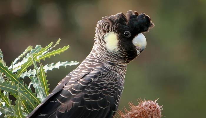 Scientists uncover longest-living bird species in the world