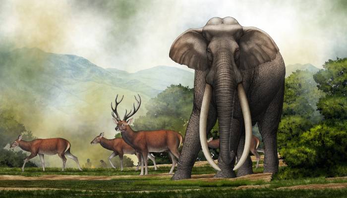 Massive fossil skull of extinct elephant reveals secrets of evolution