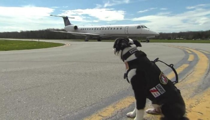 Two runways at the biggest airport in France closed after a dog escaped from the plane