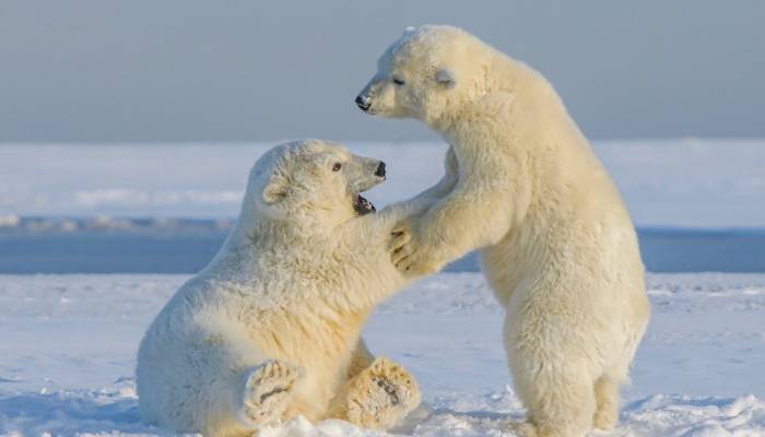 Fossils found in Scotland hint at polar bear presence during last Ice Age