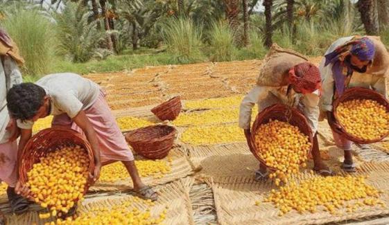 سندھ کی 'سونے کی فصل' سے 100 کروڑ ڈالرز زرِمبادلہ کا حصول ممکن