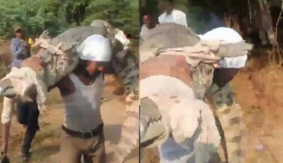 بھارتی نوجوان نے 20 فُٹ لمبا زندہ مگرمچھ کندھوں پر اٹھا لیا