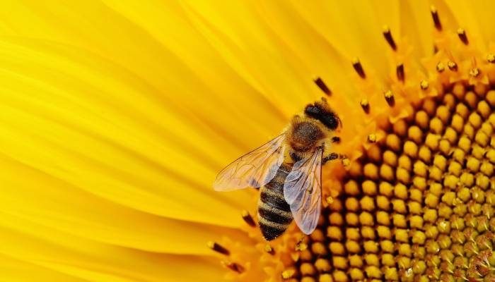 Pesticides dangerous to pollinators found in majority of english rivers