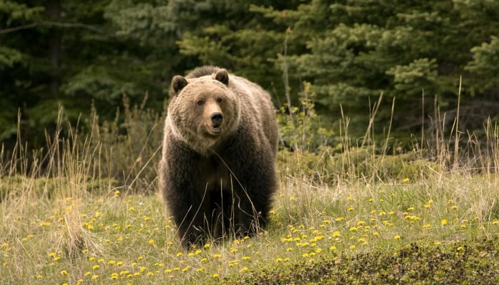 Bears grocery spree gets tragic end after two days of rampage