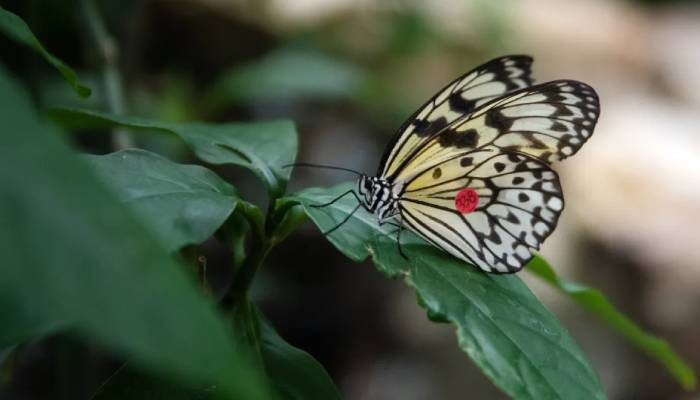 Australias invertebrate extinction crisis worsens amid climate change