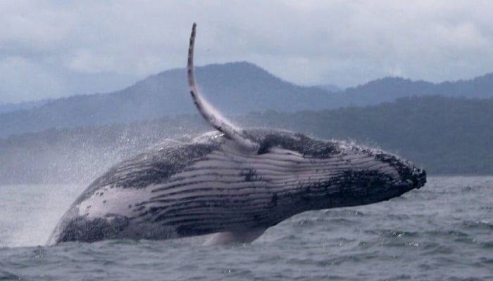 Whales epic migration stuns scientists with its remarkable journey