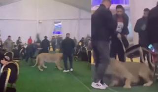 شادی کی تقریب میں پالتو شیر نے مہمانوں کو زخمی کردیا 