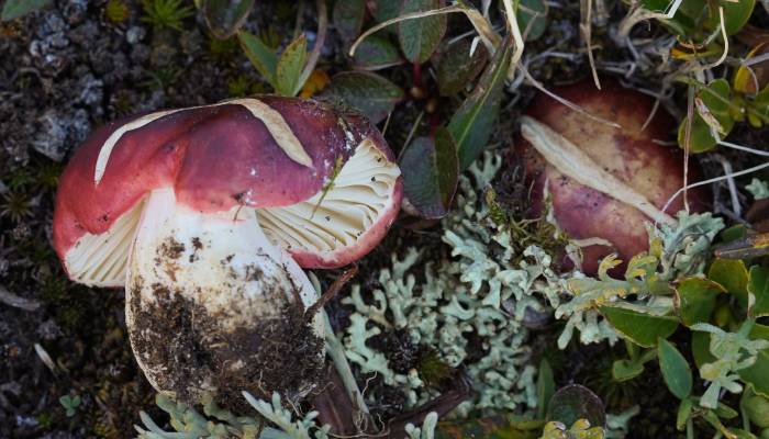 Kew gardens announces official naming of 149 new plants, 23 fungi in 2024