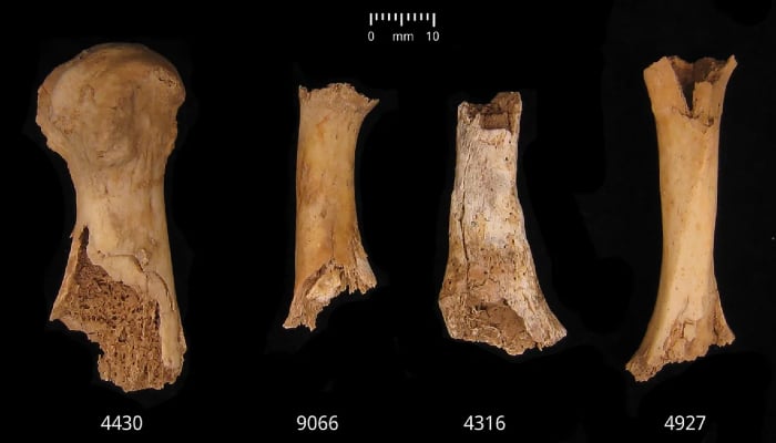 Archaeologists Uncover 3,000 bones of at least 37 men, women, and children between 2210 and 2010 BC