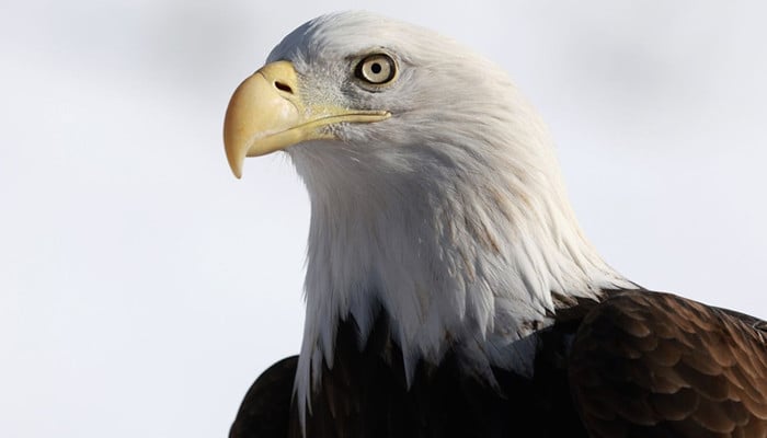 US “officially” gets the national bird of the country after more than 240 years