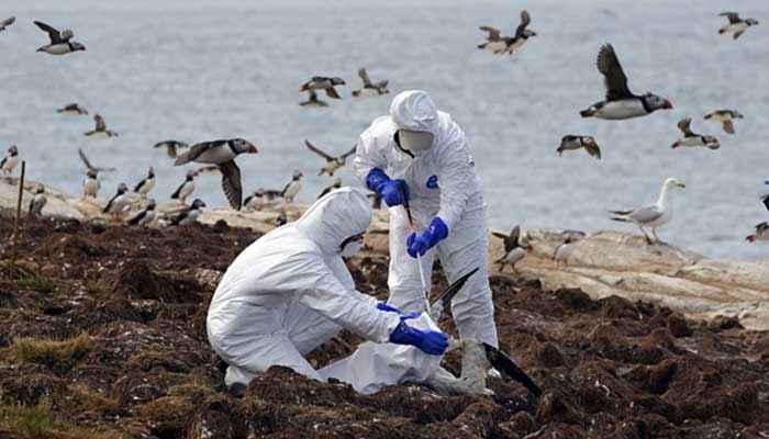 Bird flu pandemic: CDC shares disturbing update about potential outbreak