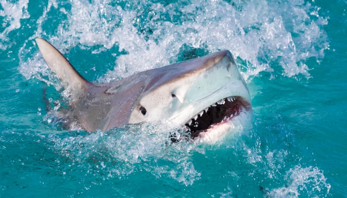 Shark kills Italian tourist in Egyptian Red Sea resort