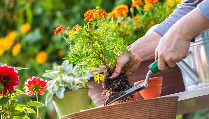 How do NHS therapy gardens help boost health and save millions?