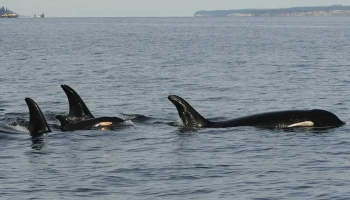 Orca grieves another loss six years after carrying dead newborn