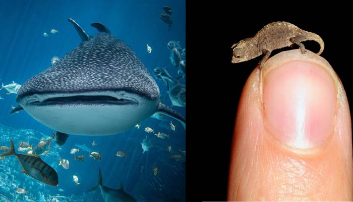 Whale sharks, tiny chameleons face shocking threat of extinction